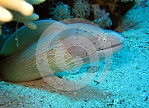 Peppered Moray Eel photo