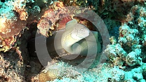 Peppered moray Siberea grisea underwater Red sea of Egypt.