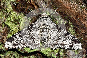 Peppered moth (Biston betularia) on lichen covered bark photo