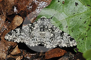 Peppered Moth photo