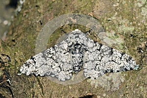 Peppered Moth photo