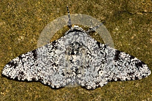 Peppered moth (Biston betularia) light form against stone photo