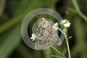 Peppered moth on branch, Biston betularia, Satara photo