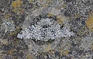 Peppered Moth photo