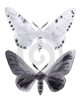 Peppered moth melanic and light form on white. photo