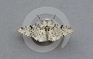 Peppered Moth