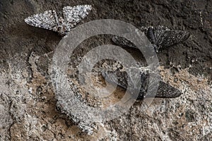 Peppered moth & x28;Biston betularia& x29; melanic and light form photo