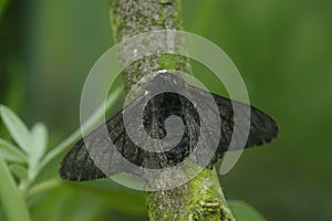 Peppered Moth (Biston betularia) on a tree branch in closeup photo