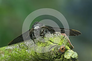 Peppered Moth (Biston betularia) on a tree branch in closeup photo