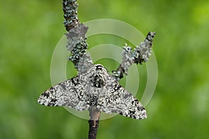 Peppered MothBiston betularia photo