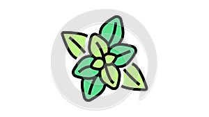 peppermint aromatherapy color icon animation