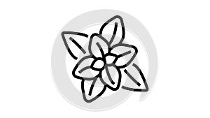 peppermint aromatherapy line icon animation