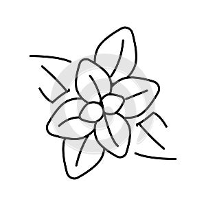 peppermint aromatherapy line icon vector isolated illustration