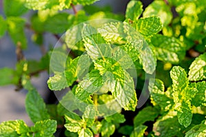 Peppermint. A bunch of green mint,fresh green leaves in the backyard with space, background