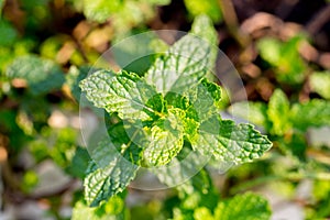 Peppermint. A bunch of green mint, fresh green leaves in the backyard with space, background -Image