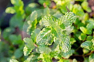 Peppermint. A bunch of green mint ,fresh green leaves in the backyard with space, background -Image