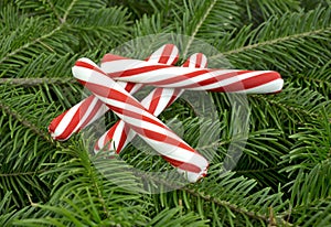 Peppermint candy sticks on pine boughs