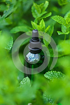 Peppermint essential oil.Green bottle in green fresh mint.Aromatherapy and homeopathy. Organic mint Oil