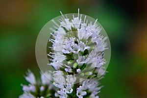 Peppermint flower closeup outdoor bokeh background