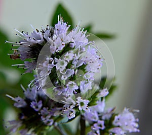 Peppermint flower cluster closeup outdoor bokeh background