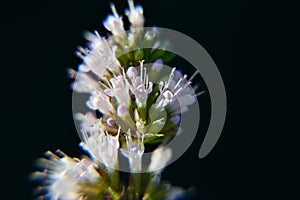 Peppermint flower macro black background