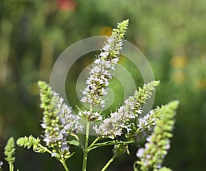 Peppermint flowering is a hybrid mint, a cross between watermint and spearmint