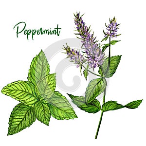 Peppermint with flowers, watercolour