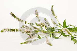Peppermint flowers on a white background - Mint branch