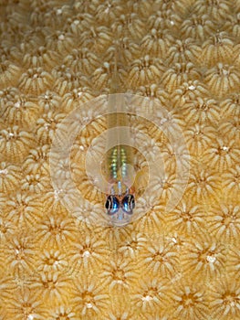 Peppermint goby, Coryphopterus lipernes. Bonaire. Caribbean Diving holiday