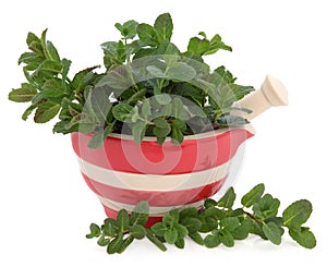 Peppermint Herb