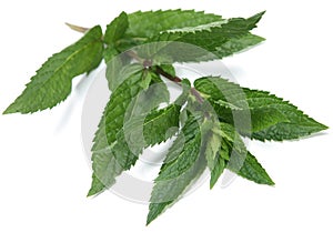 Peppermint herb