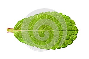 Peppermint herb leaf