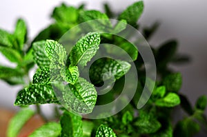 Peppermint Herb photo