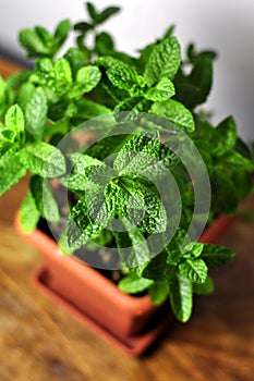 Peppermint Herb