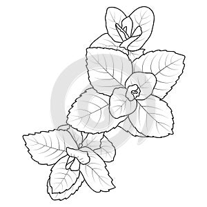Peppermint Herb Spice Mint Leaves Outline