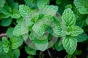 Peppermint herb or vegetables in the garden The plant is useful