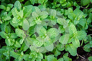 Peppermint herb or vegetables in the garden The plant is useful