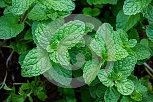 Peppermint herb or vegetables in the garden The plant is useful