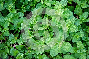 Peppermint herb or vegetables in the garden The plant is useful