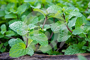 Peppermint herb or vegetables in the garden The plant is useful