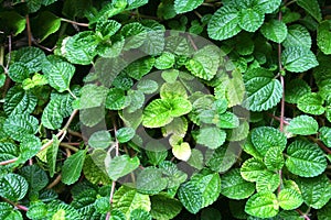 Peppermint leaf on background,plants