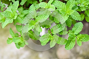 Peppermint leaf in the garden background - Fresh mint leaves in a nature green herbs or vegetables food