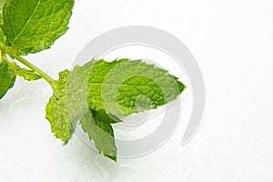 Peppermint leaf, great aroma and flavor