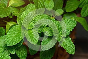 Peppermint leaf green plants with aromatic properties