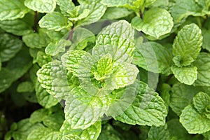 Peppermint leafs.