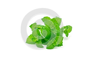 Peppermint leaves isolated on white, horizontal