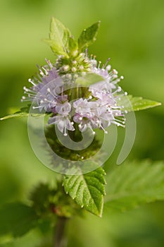 Peppermint (Mentha piperita),Herb and spice photo