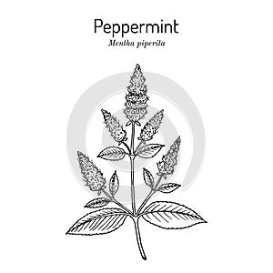 Peppermint Mentha piperita with leaves and flowers