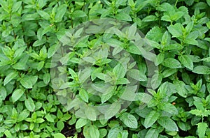 Peppermint (Mentha piperita) plants textured background top view. Fresh green leaves of peppermint.