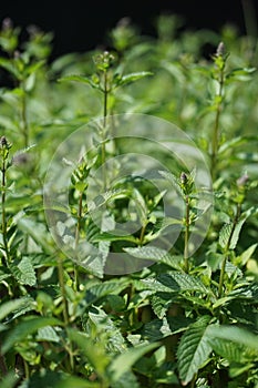 Peppermint, Mentha Ã— piperita, also known as Mentha balsamea Wild is a hybrid mint, a cross between watermint and spearmint.